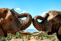 Cape Town & George